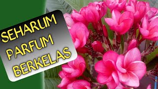 Luar Biasa..!!! KAMBOJA PLUMERIA JEPUN BALI SEHARUM PARFUM SULTAN