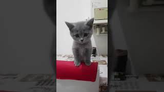 #love #sevgi #cat #cats #catvideos