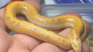 Kenyan sand boa unboxing!