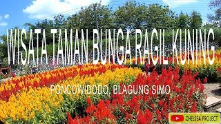 TAMAN BUNGA RAGIL KUNING ~ Simo Boyolali