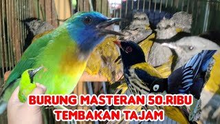 CUKUP 50.RIBU UDAH DAPET BURUNG MASTERAN TEMBAKAN TAJAM