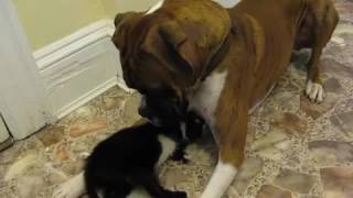 Curious Dog Meets Cute Little Kitten