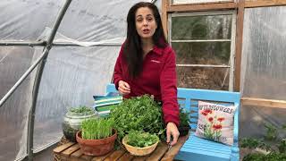 How to Harvest Shoots and Microgreens with Niki Jabbour