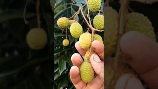 #kaccha lychee #tree