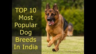 Top 10 Most Popular Dog Breads In India | Cheapest & Intelligent Dog Breeds