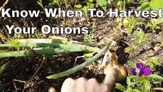 How To Know When To Harvested Your Onions