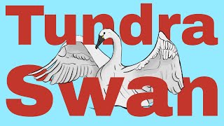 Behind the Scenes! Upcoming Bird vs Bird Tundra Swan Illustration