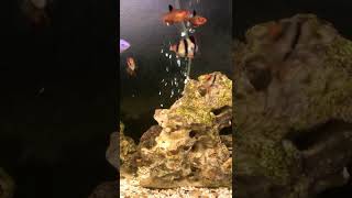 Tiger Barbs hunting