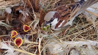 Sparrow Feeding Babies and Cleaning Nest