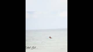 BRAHMINY KITE WITH A KILL #brahminykite #keralatourism #kovalambeach #kovalam