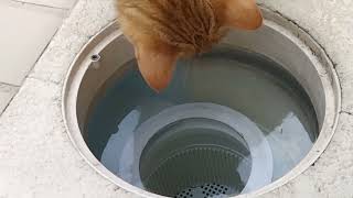 Piper checking the water level of the pool