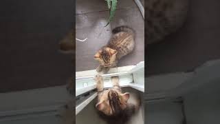 1 against 2 kittens