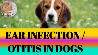 EAR INFECTION/OTITIS IN DOGS/ഡോഗുകളിലെ ചെവി ഇൻഫെക്ഷൻ / ഒട്ടിറ്റിസ്