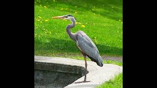 Great Blue Heron Staring at The Pond - #shorts