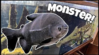 FISH RESCUE! Monster PACU Found In School Aquarium!