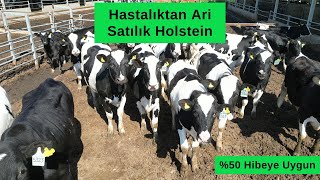 Siyah Alaca Holstein Hastalıktan Ari İşletmeden Satılık