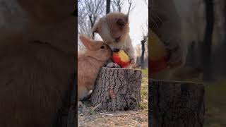 rabbit and dog eating apple 🍏🍽️