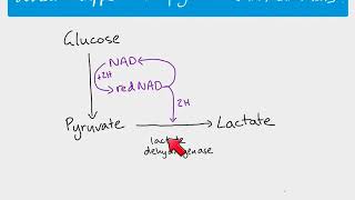 A2 Biology - Fermentation