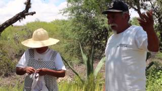 La savia y los sabios del desierto