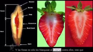 Frutas beneficiosas paso a paso