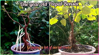 How to grow aerial roots in 1 year old Peepal Bonsai| Ficus religiosa |