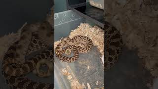 Come one Casper condas! #explorepage #snake #hognose #trending