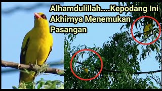 Alhamdulillah, Burung Kepodang Dekat Rumah Sudah Menemukan Pasangannya