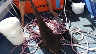 Fishing Perth WA Wobbegong Shark Caught in my Craypot