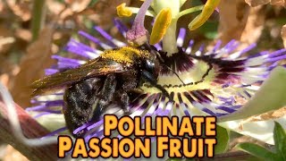 DIY - Increase passion fruit production by pollinating passion flowers by hand