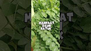 Manfaat Daun Katuk untuk Kesehatan #manfaatdaunkatuk #infokesehatan #tanamanobatkeluarga