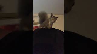 Skittles the Squirrel