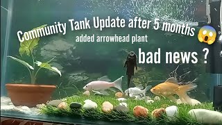 Community Tank 5 Month Update 😍 Adding Arrowhead in aquarium! Bad news again!