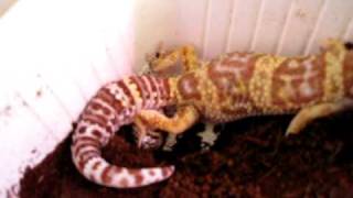 Leopard gecko (Eublepharis macularius) laying eggs