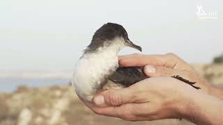 The environmental leaders are calling to protect our seas!