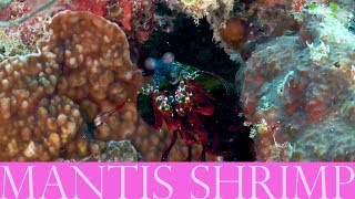 Mantis Shrimp