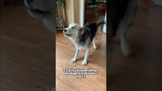 Totally random things my dogs are afraid of #dogs #husky #goldenretriever