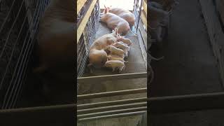 Livestock Auction Brewton Alabama. Baby piglets bites sow, nursing on their momma. Bacon Seeds