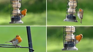 Robins Visit a Garden Bird Feeder