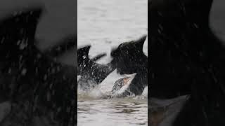 Cormorant fishing | The birds fight over the fish