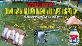 Cara Menakar Red Bluedox Untuk Kolam (Obat Ampuh Mengatasi Penyakit Dan Kematian Ikan Nila)