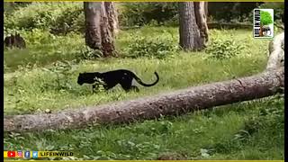 Black Leopard At Nagarahole #forest | panther |2023