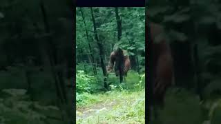 Bigfoot Sighting? Unidentified Creature Captured on Video - Real Footage