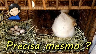 Disputa por ovos - Pets Na Net