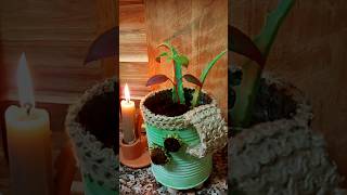 diy:my beautiful plant  pot🌹زَريعتي الجميله#diy #flowers