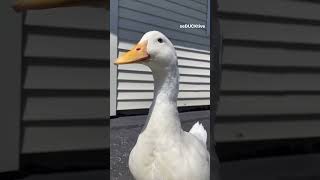 البطة المضحكه | اكبر بالون | البطة الضاحكة | فرقعة البالون | duck | بطوطة | Balloon