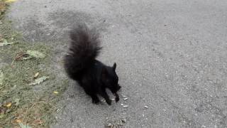 Squirrel circles while he waits for treats