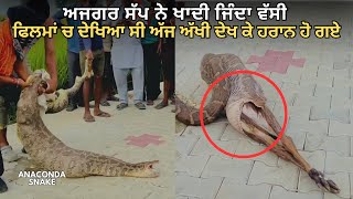 ਅਜਗਰ ਵੱਛੀ ਖਾ ਗਿਆ ਪੂਰੀ ਵੀਡੀਓ ਦੇਖੋ | Anaconda snake swallows calf | punjabi info