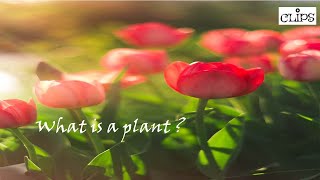 What is a plant?