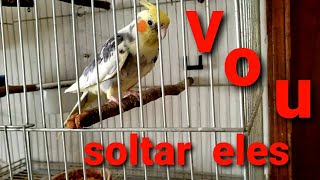 Porque minhas aves ficam em gaiolas - Pets Na Net