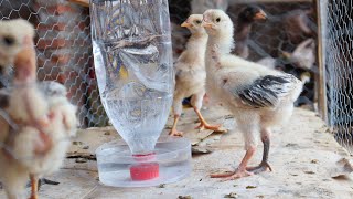 Como Fazer um Bebedouro Caseiro Para Galinhas e Pintinhos! Usei Uma Garrafa Pet